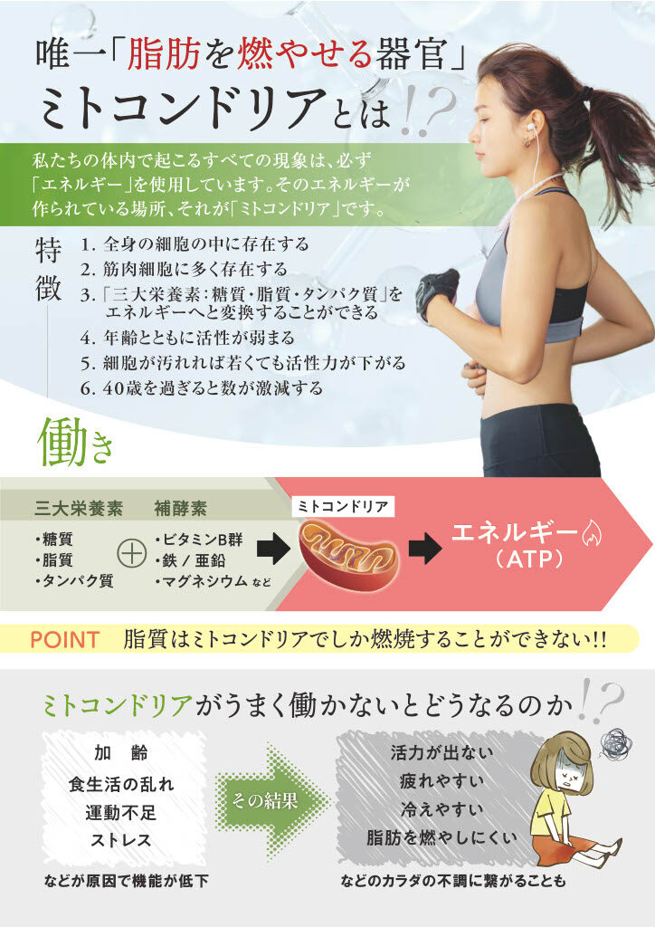 牛久エステTMRが解説するミトコンドリア。女性の横顔のイラストと「唯一脂肪を燃やせる器官 ミトコンドリアとは！？」というタイトル。特徴（全身の細胞に存在、筋肉に多い、三大栄養素をエネルギーに変換、加齢で機能低下など）と働き（三大栄養素＋補酵素→ミトコンドリア→エネルギーATP）が図解されている。ミトコンドリアの機能低下による疲れ、冷え、脂肪燃焼しにくいといった不調も記載。