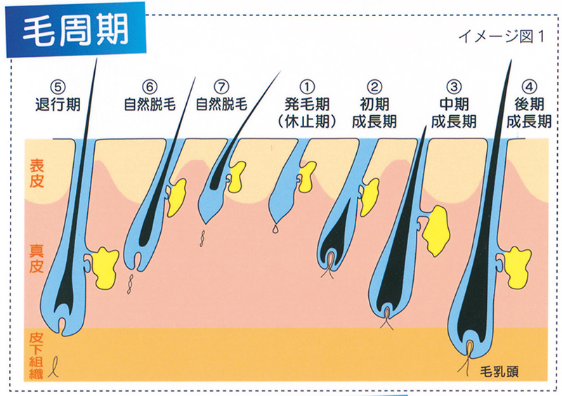 毛ってどうなってるの？